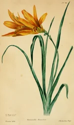 Hemerocallis dumortieri